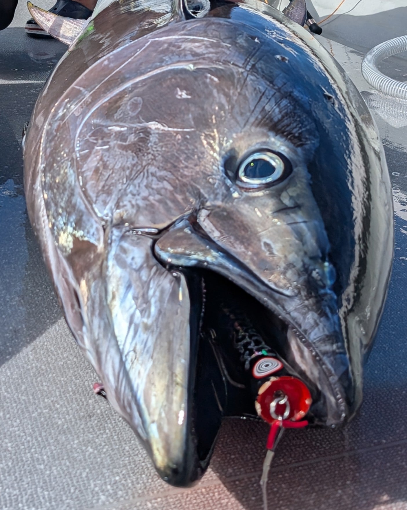 KOINOBORI POPPER 230 Monster Tuna