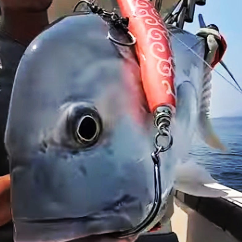 コイノボリ200 | いなくはない