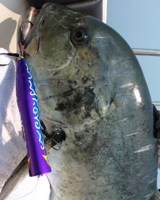 KOINOBORI POPPER 230