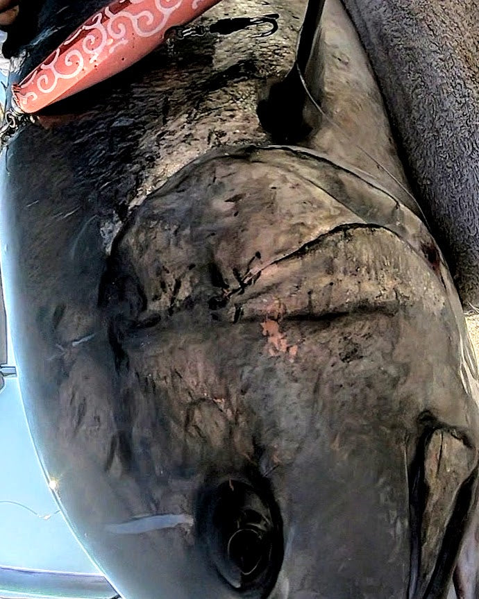 KOINOBORI POPPER 230