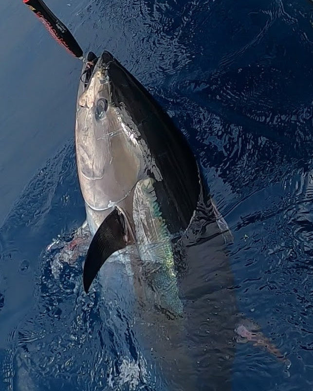 KOINOBORI POPPER 180