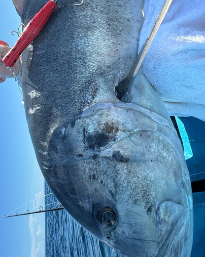 KOINOBORI POPPER 200