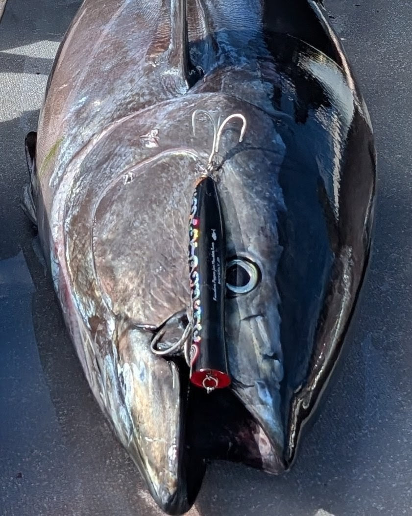 KOINOBORI POPPER 230 Monster Tuna