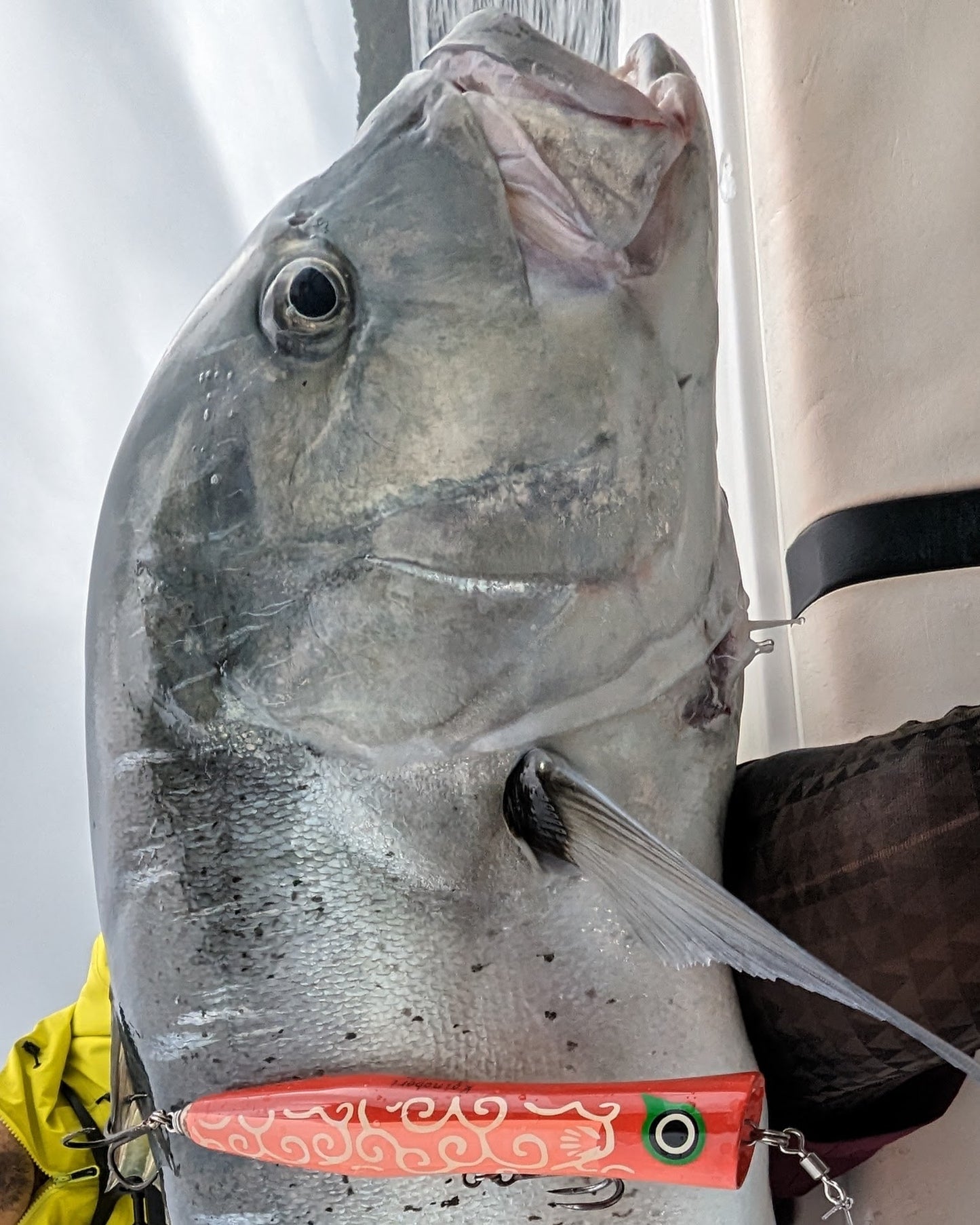 KOINOBORI POPPER 230