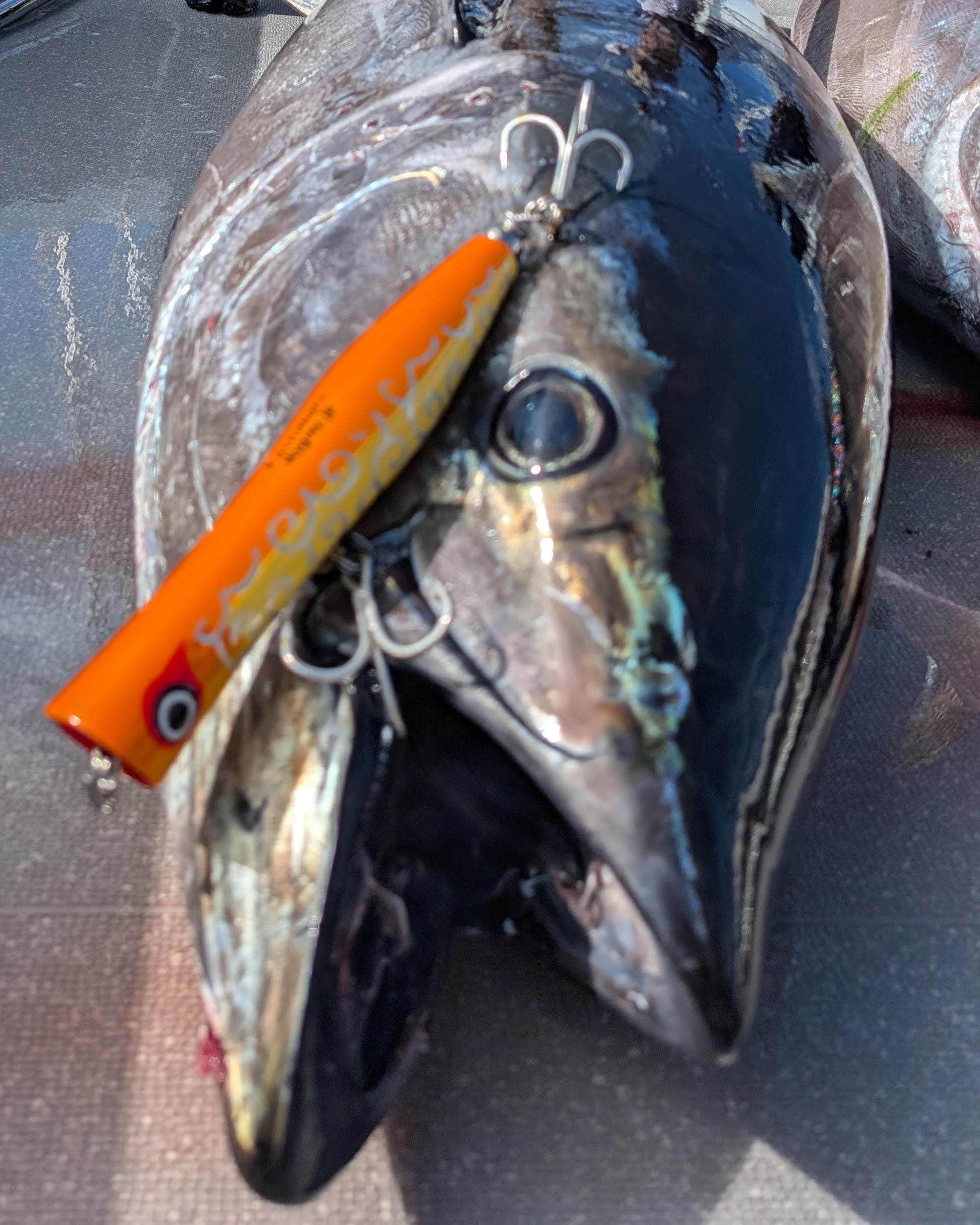 KOINOBORI POPPER 230 – SkyGreyLures